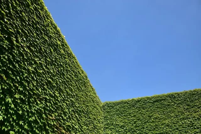 Neatly trimmed hedges against a clear blue sky.