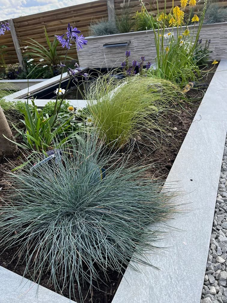 Modern garden planting scheme with ornamental grasses, lavender, agapanthus flowers and light porcelain paving.
