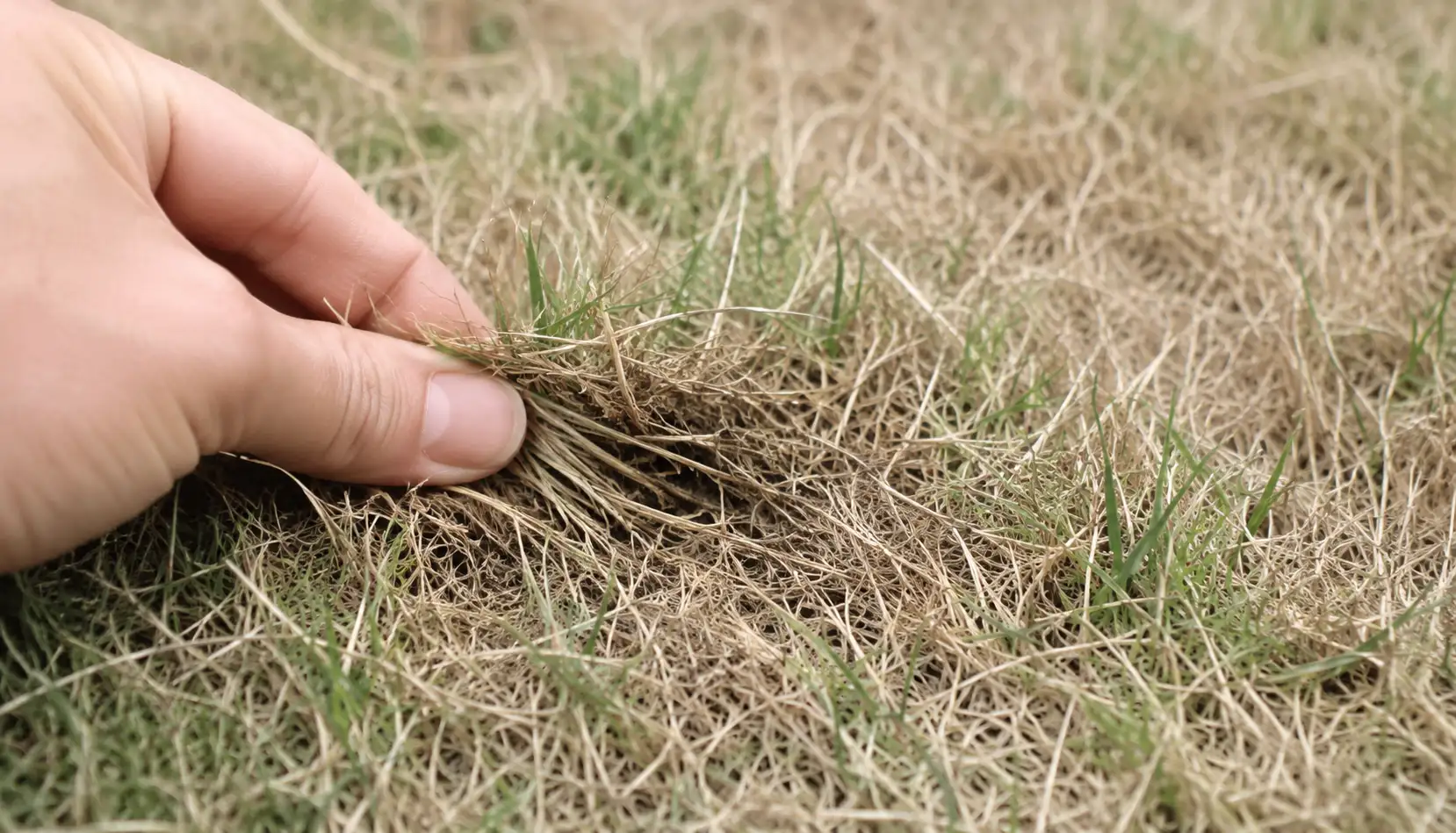 How to Get Your Grass Green Again After the UK Drought