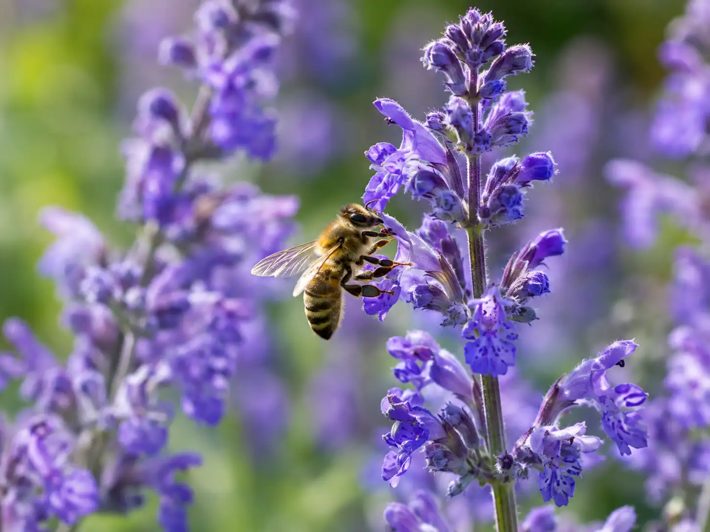 The Best Low Maintenance Flowers for a UK Garden