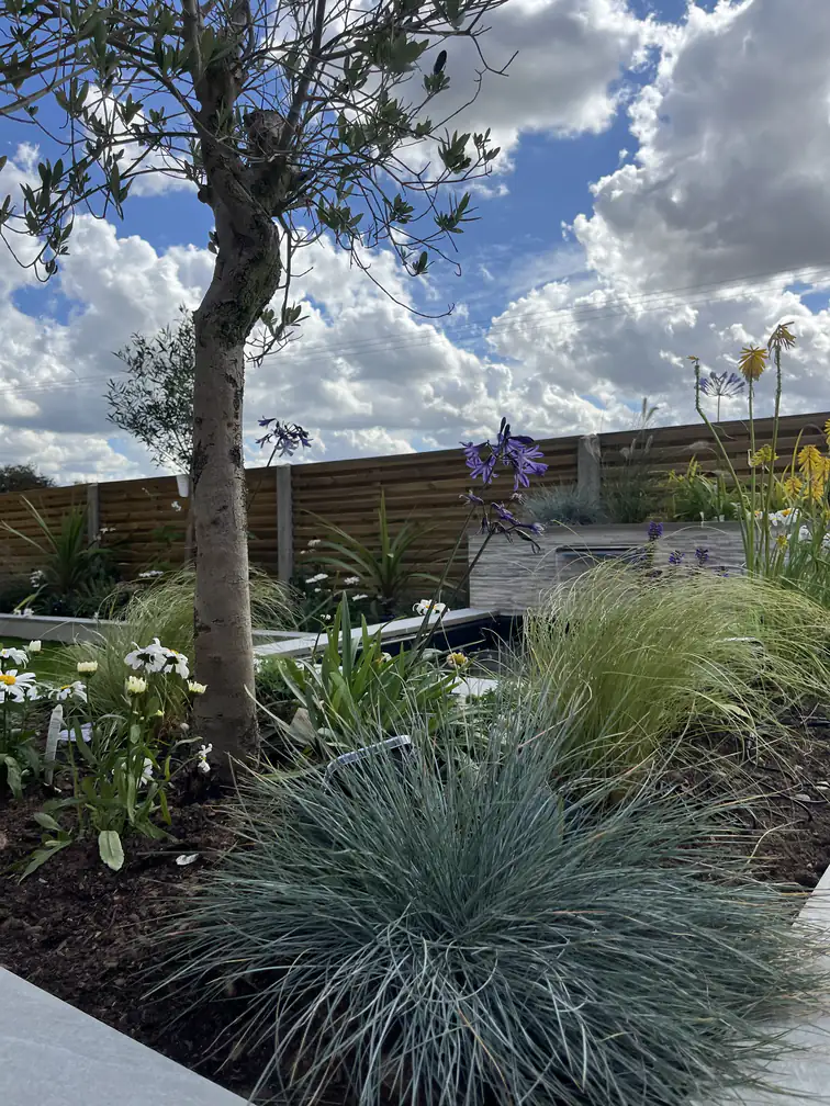 Olive tree underplanted with perennials beside the garden pond, Mediterranean planting under big open skies.