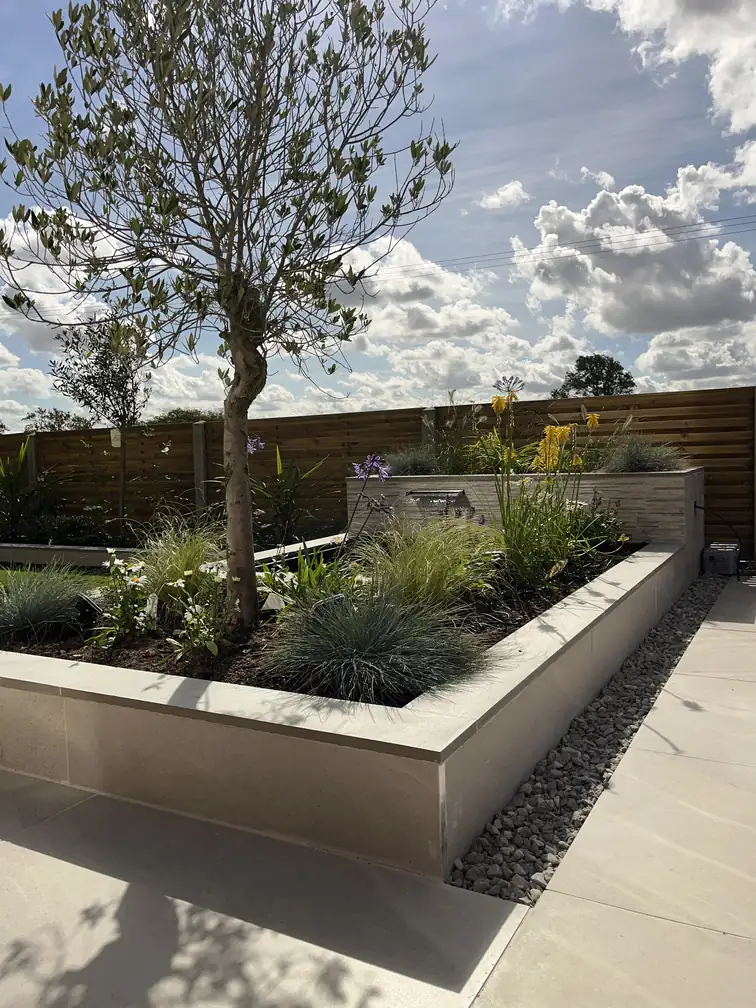 Raised planter with mature olive tree beside a rendered water feature wall, adding height and movement to a modern garden.