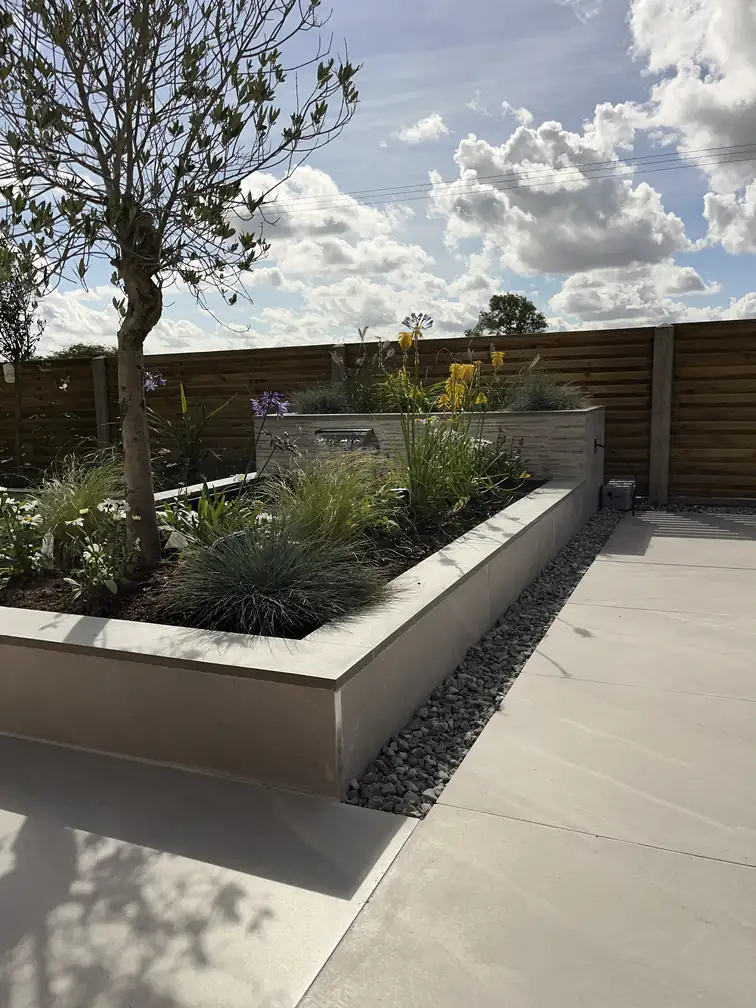 Porcelain raised planter with olive tree and agapanthus against horizontal slatted fencing for modern Mediterranean styling.