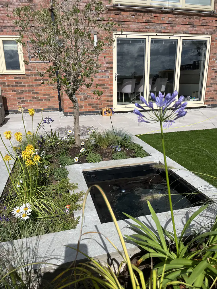 Square sunken pond beside an olive tree with agapanthus in bloom, a tranquil focal point in a contemporary garden.